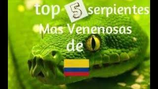 Las serpientes mas venenosas de Colombia serpientes venenosas de Colombia [upl. by Lanaj949]