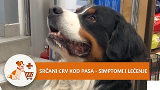 Srčani crv kod pasa [upl. by Yenffit123]