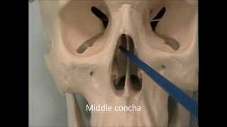 Osteology of the Skull 7 The Face [upl. by Ayram593]