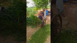 High Speed Chaff Cutter Machine operating With bull punjablook trendingshorts ytshorts [upl. by Lytton]