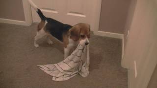 Beagle puppy carrying towel after bath time Cute [upl. by Kentiggerma]