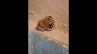 Coqui Churi Eleutherodactylus Antillensis ¡Segundo Video Info en la Descripcion del Video [upl. by Urian]