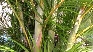 Areca Palm Stump and ReCLUMP the Clump The Secret to Success  Part 1 [upl. by Nylrac]