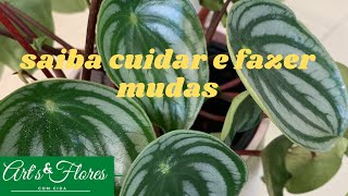 Peperomia melancia e suas características mais dicas de cultivo [upl. by Somerville772]