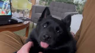 Cutest Schipperke dog on earth gets head scratches [upl. by Noxas756]