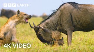 Newborn Wildebeest Immediately Hunted by Predators  A Perfect Planet  4K UHD  BBC Earth [upl. by Githens]