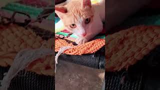 hasti rahe tu Hasti rahe ye bahut setan h bandhna padta h ese mair minni 🐈 youtube [upl. by Enitsirhk768]