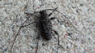 Spotted Longhorn Beetle Cerambycidae Hyperplatys aspersa on Wall [upl. by Nittirb]