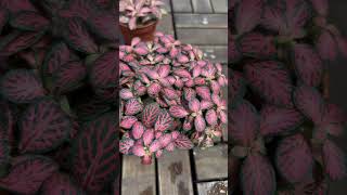 Fittonia Plant محمية صديق البيئة [upl. by Bledsoe]