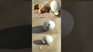 Baby Chick Hatching  Egg Hatching  Dr ARSHAD [upl. by Feeley]