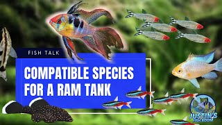 Compatible Ram Cichlids Tank Mates My Experience With Compatible Species [upl. by Fatma576]