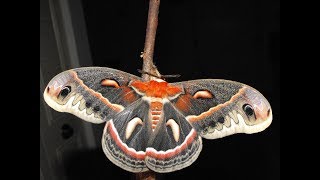 Complete Metamorphosis A Cecropia Moth Life Cycle [upl. by Yllitnahc316]