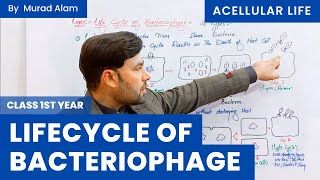 Lifecycle of Bacteriophage l Biology 1st year in UrduHindi l Ch Acellular Life l GradeClass 11 [upl. by Ajidahk]