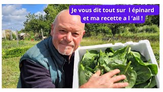 L épinard au potager  recolte et ma recette a l ail [upl. by Minni862]