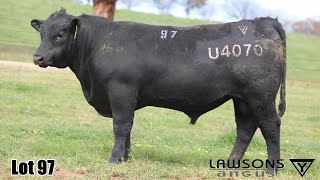 Lot 97 Lawsons Veracious VLY23U4070 [upl. by Idyak]