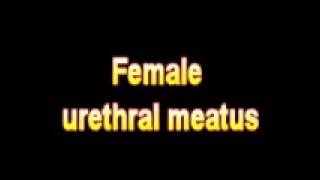 What Is The Definition Of Female urethral meatus  Medical Dictionary Free Online [upl. by Ainecey695]