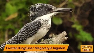 Discover the Secret to Spotting Crested Kingfishers in the Wild  Megaceryle Lugubris [upl. by Eurydice157]