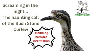 Whats that Scream in the Night It could be a Bush Stone Curlew birds australia birdcall [upl. by Nlocnil]