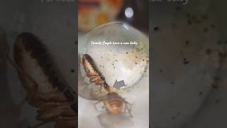 TERMITE COLONYS FIRST NYMPH termites ants antscanada viral [upl. by Anyl]