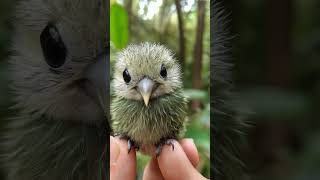 kakapo little  baby kakapo [upl. by Frederica]