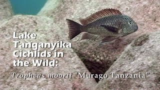 Lake Tanganyika Cichlids in the Wild Tropheus moorii quotMurago Tanzaniaquot HD 1080p [upl. by Toni]