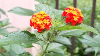 Lantana camara plant in Dhaka Bangladesh Prof Dr Salma [upl. by Jim]