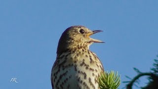 Singdrossel Turdus Philomelos [upl. by Rosinski386]