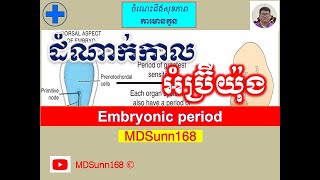 ដំណាក់កាល អំប្រ៊ីយ៉ុង l Embryonic period l Embryology l MDSunn168 [upl. by Nirol]