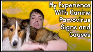 My Experience with Canine Parvovirus Signs and Causes  MumblesVideos Dog Video [upl. by Ysac]