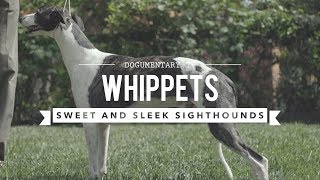 ALL ABOUT WHIPPETS SWEET AND SLEEK SIGHTHOUND [upl. by Junko]