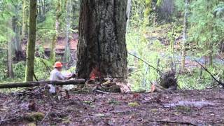 Logging in Washington State  April 2014 [upl. by Refitsirhc]