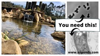 Beneficial bacteria for ponds Do you need it [upl. by Jason303]