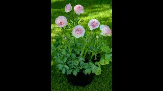 Pot Sizes Growing Anemones and Ranunculus in containers [upl. by Fesoy]