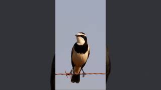 Capped Wheatear calling Overberg shorts birds birdsinging [upl. by Kath]