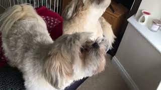 Lhasa Apso Brothers Synchronised Howling [upl. by Cir847]