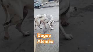 Dogue Alemão [upl. by Addie686]