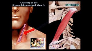 Anatomy Of The Sternocleidomastoid Muscle  Everything You Need To Know  Dr Nabil Ebraheim [upl. by Morena]