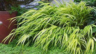 Japanese Forest Grass Hakonechloa macra [upl. by Arno]