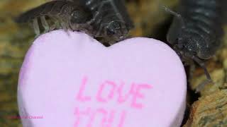 Isopods Eat Valentines Day Conversation Hearts [upl. by Nnauol]