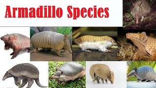 Armadillo Species  All Armadillo Species List  Espécies de tatu [upl. by Aicsila]