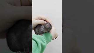 Tame black Roof Rat with white spotting a domesticated quotwild ratquot [upl. by Auqenet]