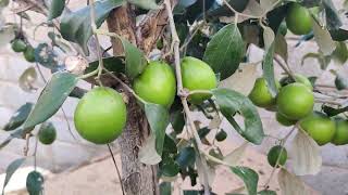 botanicalnames Indian jujube GreenAppleBer Ziziphus mauritiana fruits  green apple ber [upl. by Atekin]