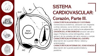 CORAZÓN PARTE III  ANATOMÍA AL DETALLE ATRIO DERECHO DESCRIPCIÓN EXTERNA E INTERNA [upl. by Tatianna7]