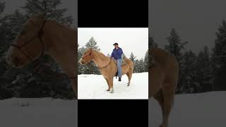 HOW TO TEACH A HORSE TO RIDE IN A HALTER OR A SNAFFLE🐴shortshorseshorseridinghorsetraining [upl. by Ennire]