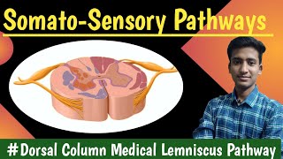 Dorsal Column Medial lemniscus pathway Anterolateral Pathway  CNS Physiology hindi Ashish [upl. by Sherr659]