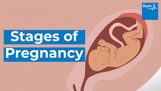 How your baby develops  Stages of pregnancy  Bupa Health [upl. by Oknuj]