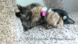 Venus the Chimera kitty playing on cat condo CUTEST VIDEO YET [upl. by Nylissej67]