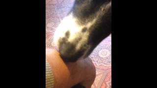 Dog cleaning a wound And using his teet [upl. by Phares422]