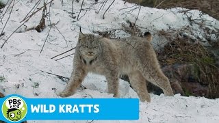 WILD KRATTS  Wintertime Creature Powers  PBS KIDS [upl. by Annodam136]