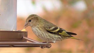 第2弾！スズメよりひと回り小さい、かわいいマツノキヒワが群れで来ました！Winter Birds Many Pine Siskins Visiting Our Place [upl. by Emelen]